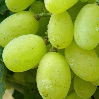 انگور سفید ویکتوریا برداشت شده