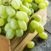 انگور سفید ویکتوریا ارگانیگ