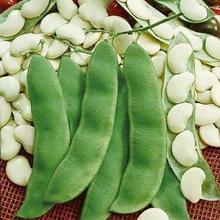 لوبیا سفید بزرگ ارگانیک