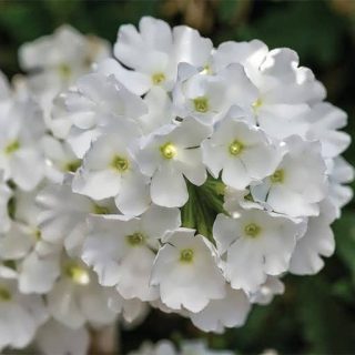 بذر شاهپسند سفید