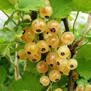 بذر انگور فرنگی سفید (وایت کارنت)