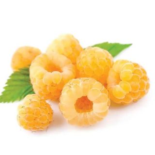 بذر رازبری طلایی