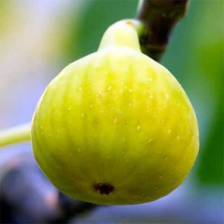 انجیر زرد برداشت شده