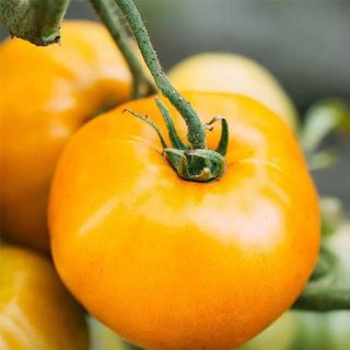 بذر گوجه فرنگی زرد بوته ای