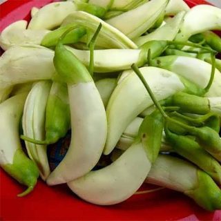 بذر درخت مرغ مگس