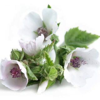 بذر گل پنیرک مارشمالو
