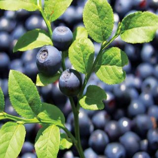 بیلبری ارگانیک