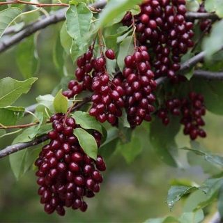 بیتر بری ارگانیک