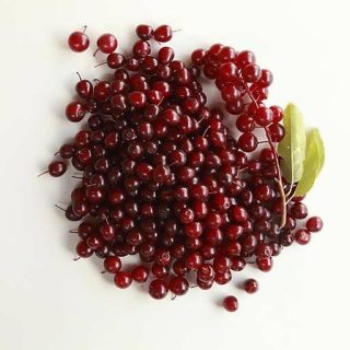 بذر بیتر بری