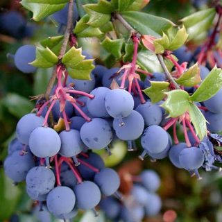 زرشک سیاه ارگانیک