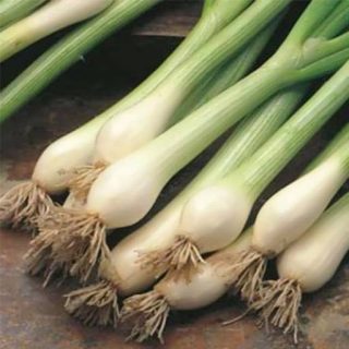 پیازچه فرانسوی خوشمزه