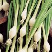 گیاه پیازچه فرانسوی