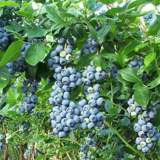 بذر بلوبری بیلوکسی