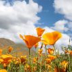 گل خشخاش کالیفرنیایی زیبا