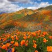 گل خشخاش کالیفرنیایی خوشبو