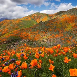 گل خشخاش کالیفرنیایی خوشبو