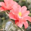 گل کاملیا پرپر میکس زیبا
