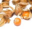 فیسالیس غول هندی