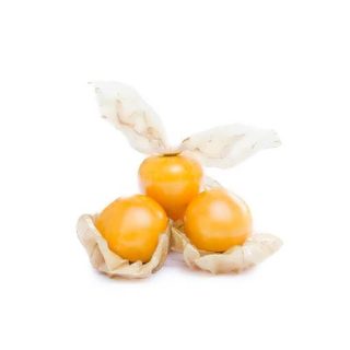 بذر فیسالیس غول هندی