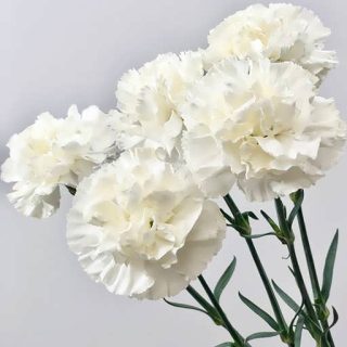 میخک سفید خوشبو