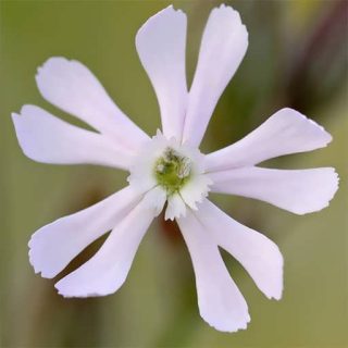 بذر سیلن سفید (قلیونک)