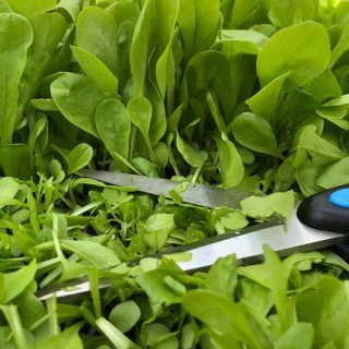 شیکوری سالادی (چیکوری) بریده شده