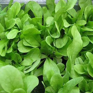 بذر شیکوری سالادی (چیکوری)