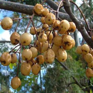 چاینا بری ارگانیک