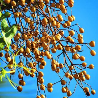 بذر چاینا بری