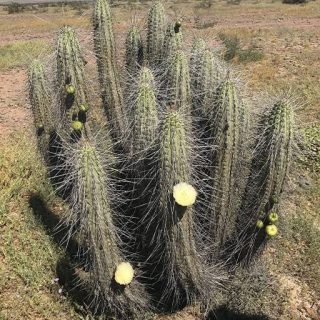 میوه کوپایو