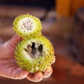 بذر میوه کوپایو