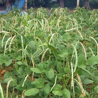 لوبیا عربی ارگانیک
