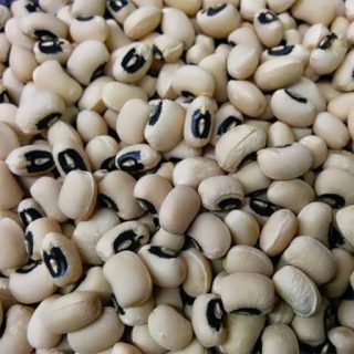 بذر لوبیا عربی