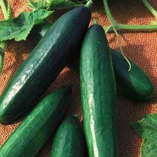 خیار کنکورد (هوای آزاد) ارگانیک