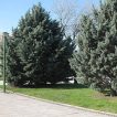 درخت سرو نقره ای ایتالیایی
