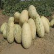 خربزه درگزی