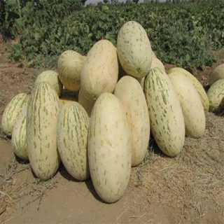 خربزه درگزی