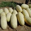 خربزه درگزی برداشت شده