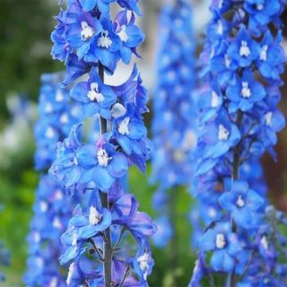 گل دلفینیوم میکس چند ساله