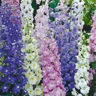 بذر گل دلفینیوم میکس چند ساله