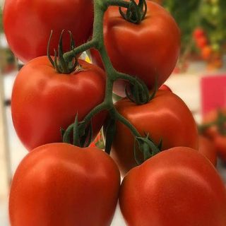 گوجه‌فرنگی دیابولیک (هوای آزاد) خوشمزه