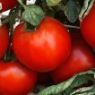 گوجه‌فرنگی دیابولیک (هوای آزاد) از نمای نزدیک