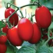 گوجه‌فرنگی دیابولیک (هوای آزاد) روی درخت