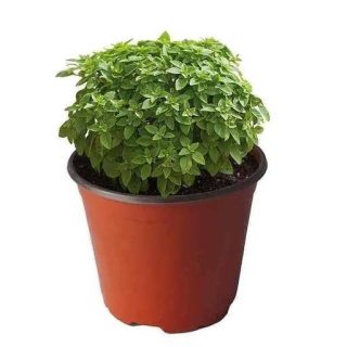 ریحان زینتی فاین ورت (زینتی) در گلدان