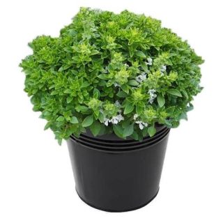 بذر ریحان زینتی فاین ورت