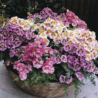 گل‌های باغی دسته‌گلی میکس