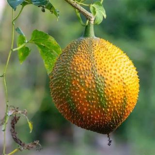 گاک فروت ارگانیک