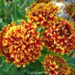 گل سرنوشت الوان (گالاردیا) ارگانیک