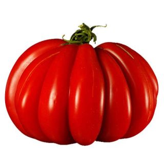 بذر گوجه فرنگی گزاهنته