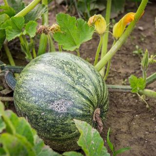 کدو تنبل سبز خوشمزه